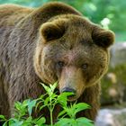 Braunbär im Wildpark Bad Mergentheim