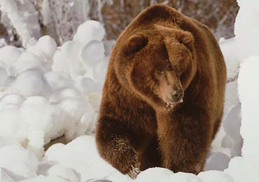 braunbär im winter