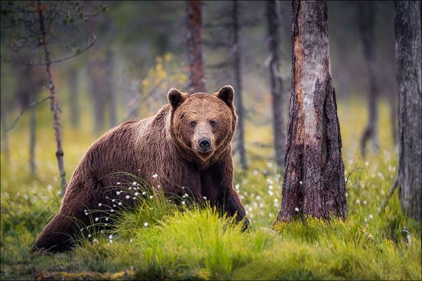 Braunbär im Wollgras 