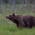 Braunbär im Wollgras