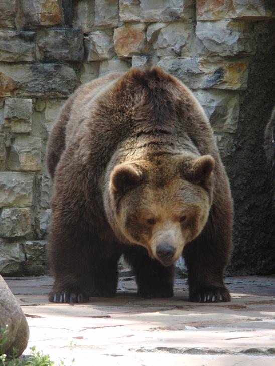 Braunbär im Zoo Augsburg