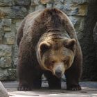 Braunbär im Zoo Augsburg