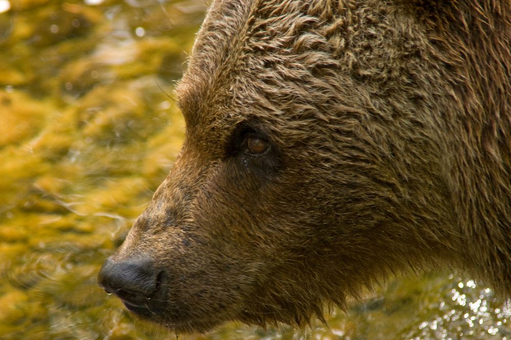 Braunbär im Zoo Hellabrunn