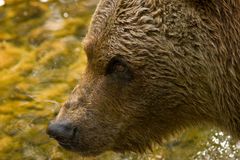 Braunbär im Zoo Hellabrunn