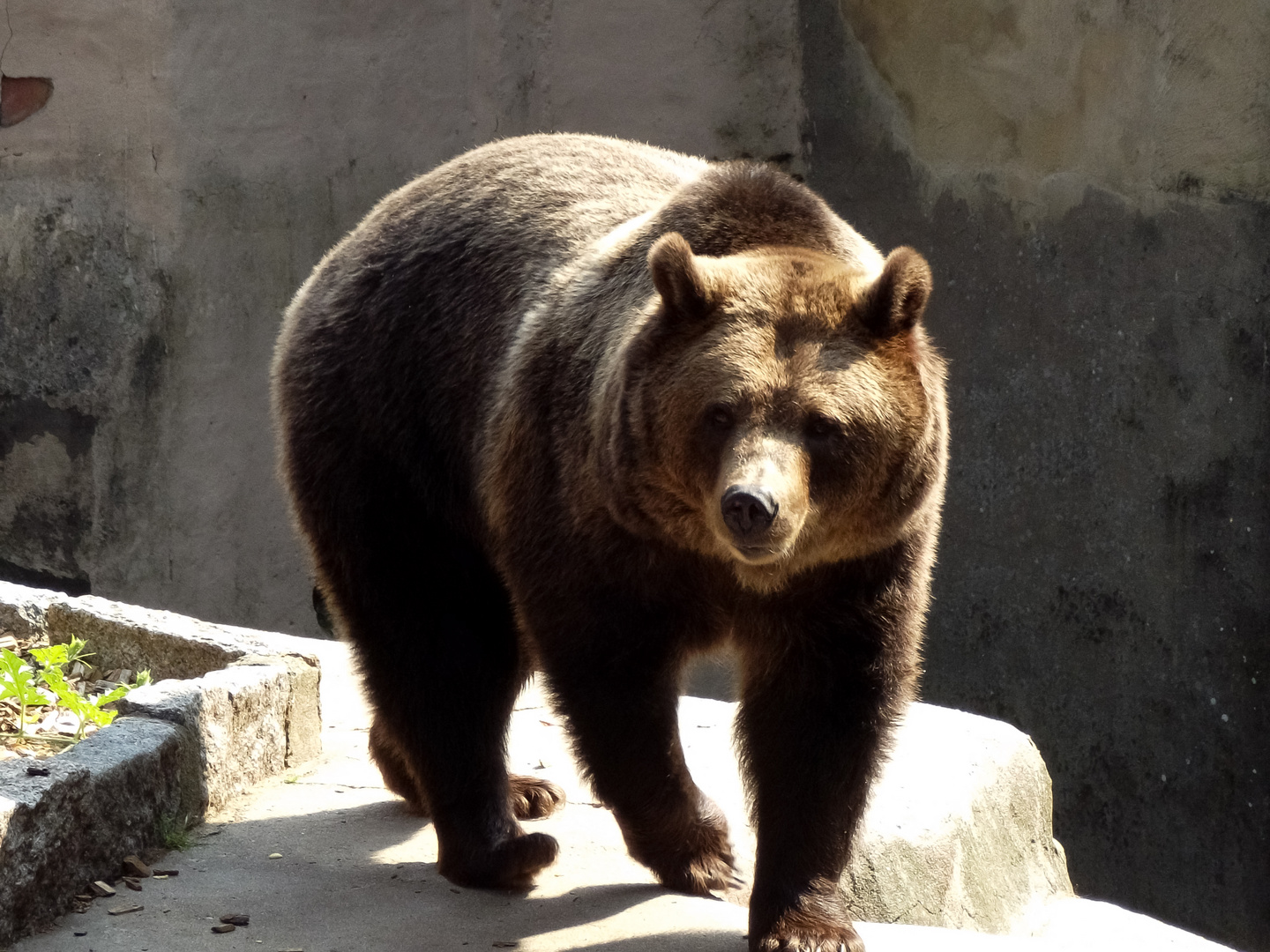 Braunbär im Zoo Hoyerswerda