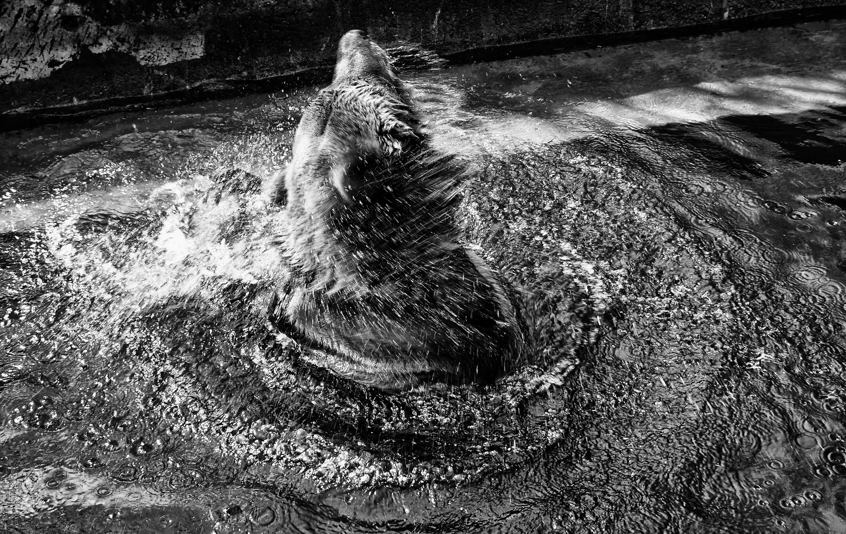 braunbär im zoo schwerin ...