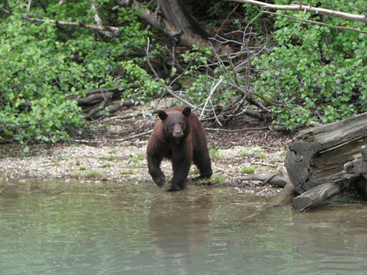 Braunbär in Canada