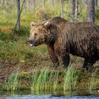 Braunbär in der finnischen Taiga