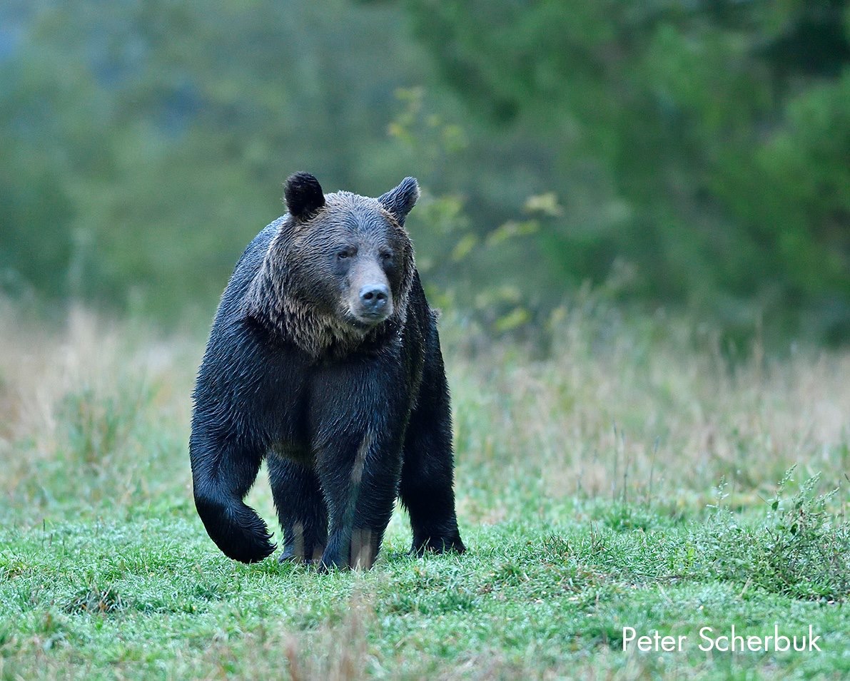 Braunbär in der polnischen Wildnis...