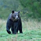 Braunbär in der polnischen Wildnis...