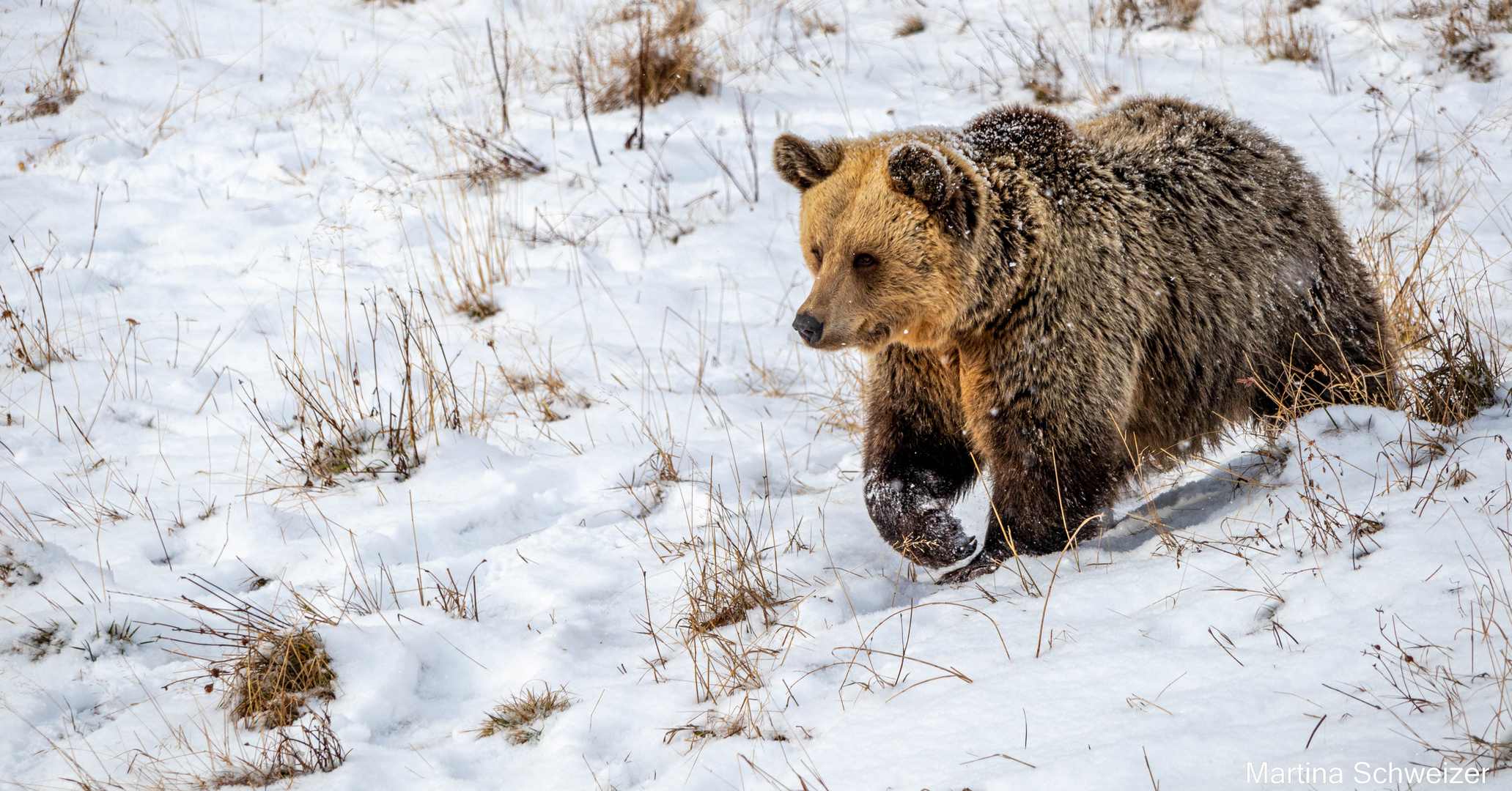 Braunbär in der Schweiz