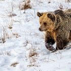 Braunbär in der Schweiz