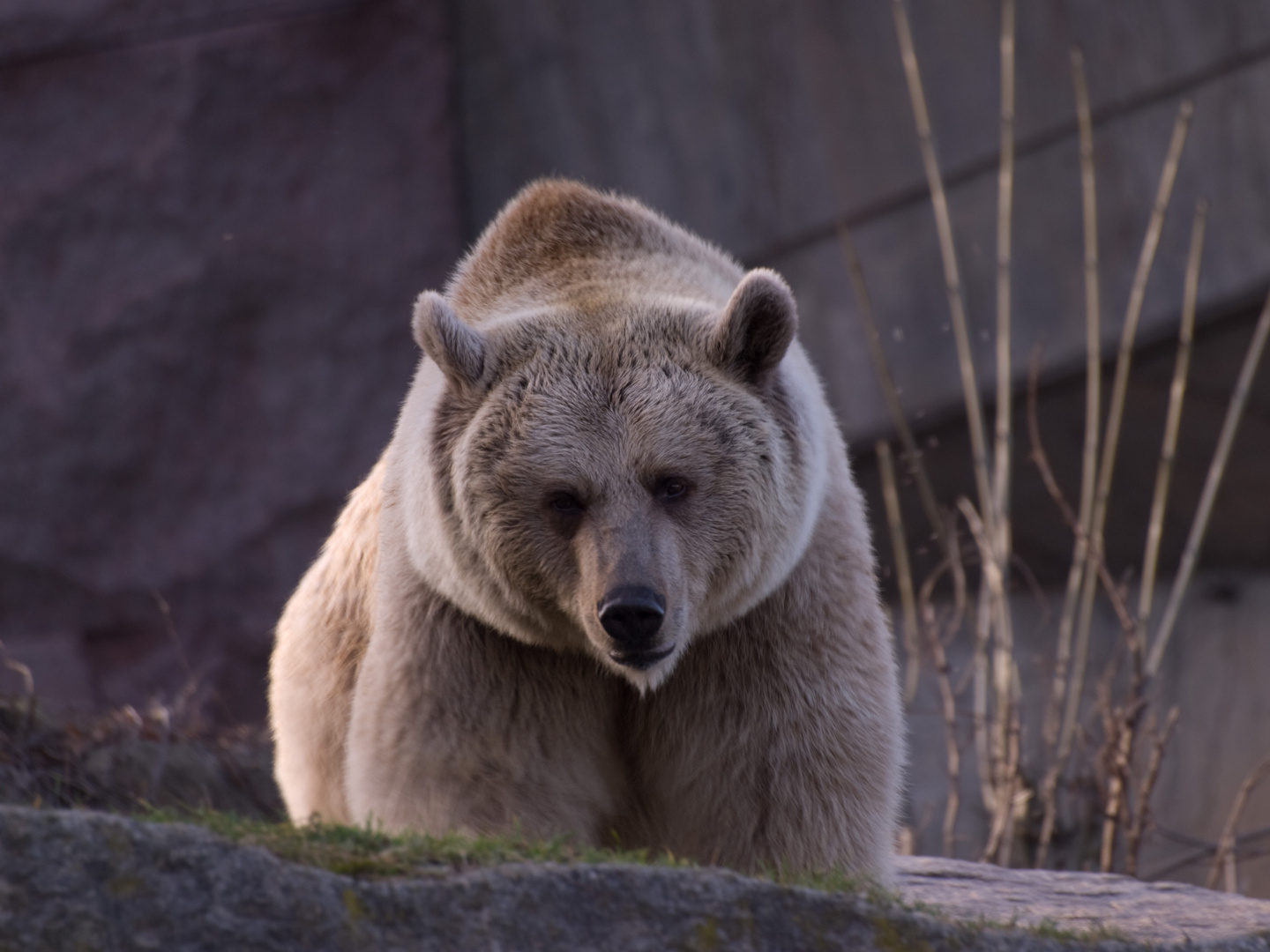 Braunbär in der Wilhelma