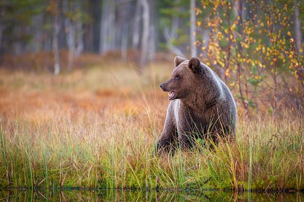 Braunbär in Finnland