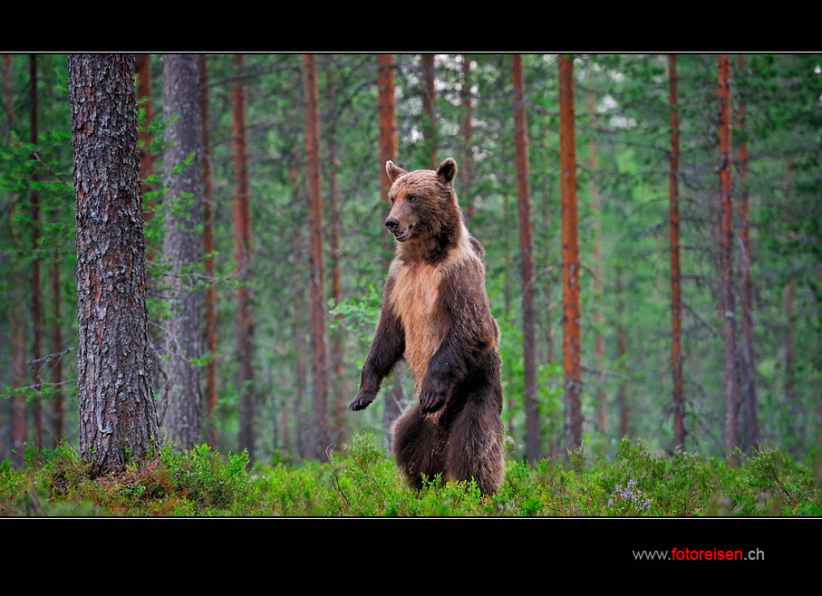 Braunbär in Finnland