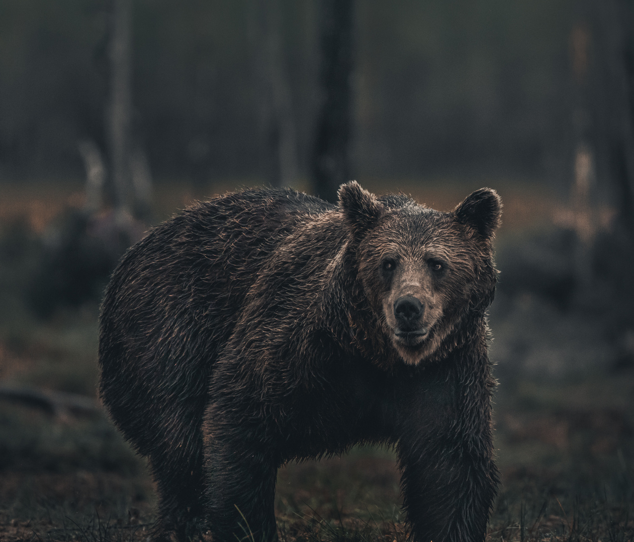 Braunbär in Finnland