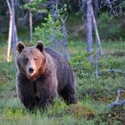 Braunbär in Finnland