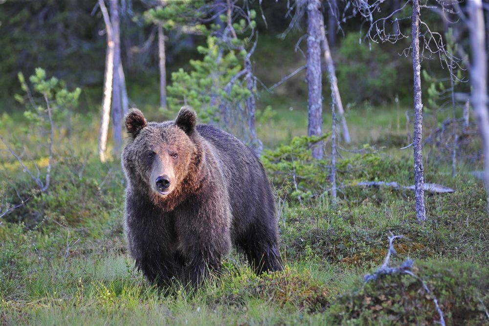 Braunbar In Finnland Foto Bild Tiere Wildlife Wildlife Sonstige Tiere Bilder Auf Fotocommunity