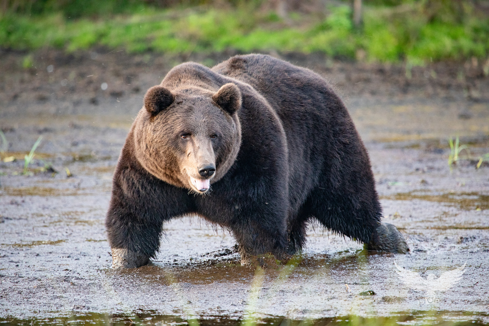 Braunbär in Finnland 