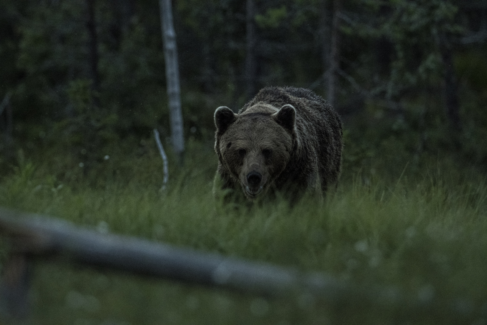 Braunbär in Finnland, spät abends vor der Fotohütte