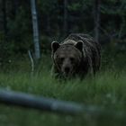 Braunbär in Finnland, spät abends vor der Fotohütte