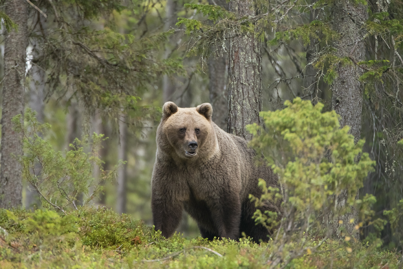 Braunbaer in freier Wildbahn