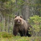 Braunbaer in freier Wildbahn