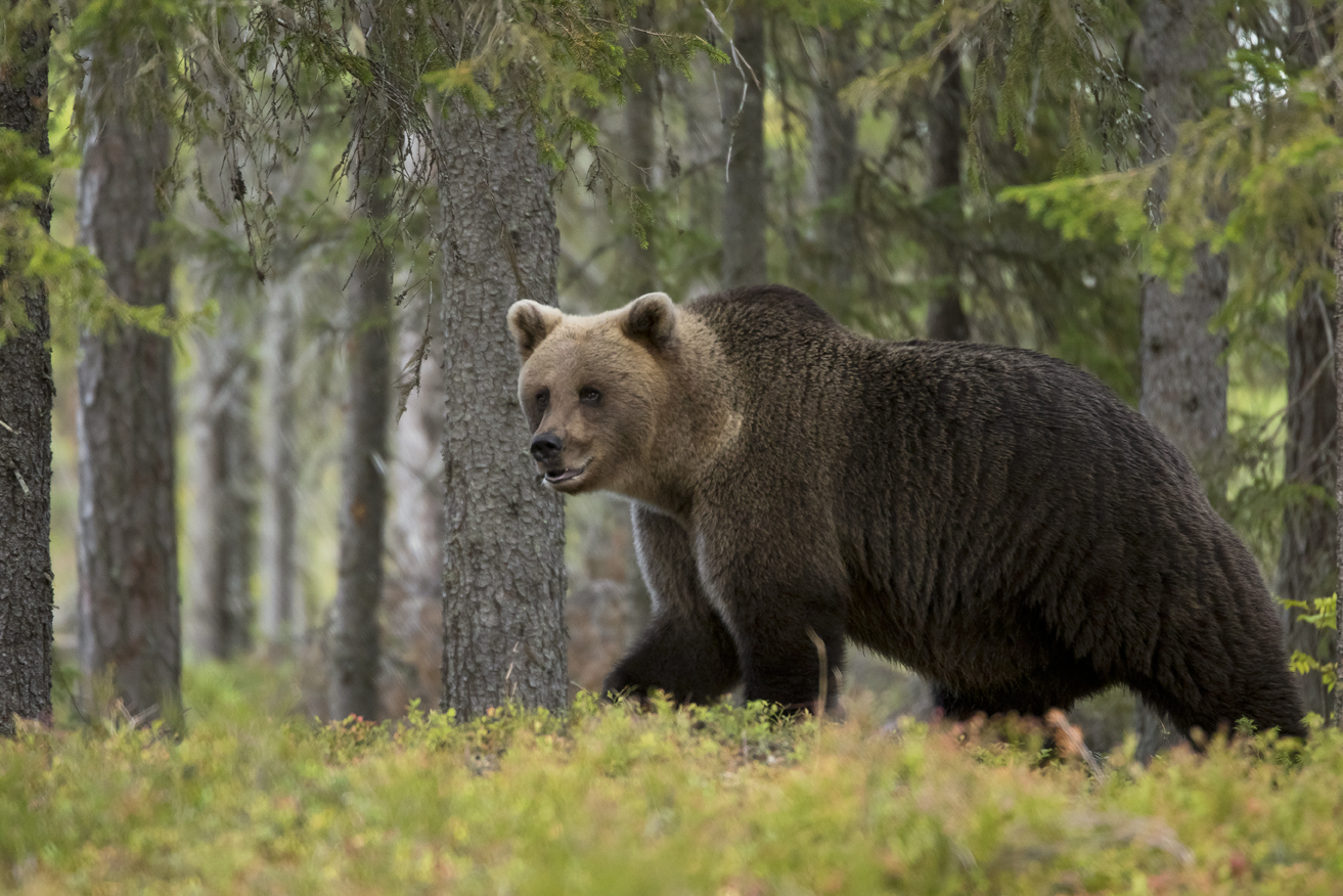 Braunbaer in freier Wildbahn, Finnland