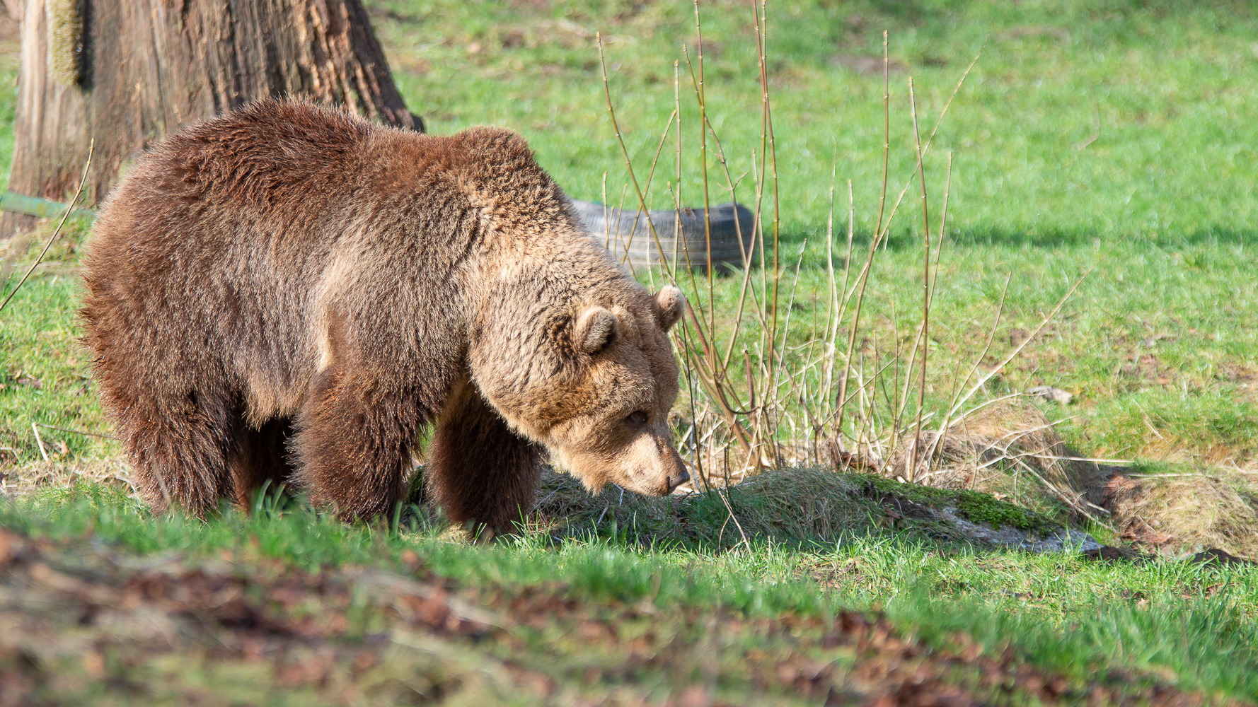 Braunbär in Gehege Tierpark BI-Olderdissen.