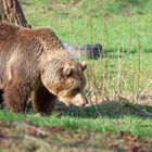 Braunbär in Gehege Tierpark BI-Olderdissen.