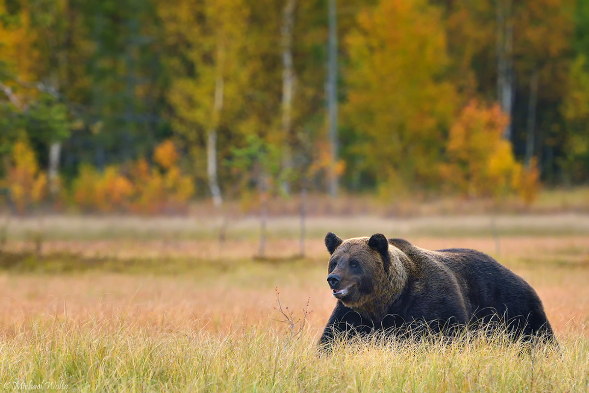 Braunbär in herbstlicher Taiga #2