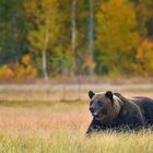 Braunbär in herbstlicher Taiga #2