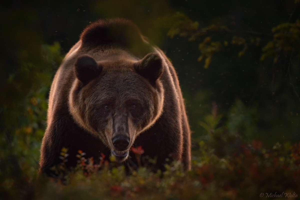 Braunbär in herbstlicher Taiga