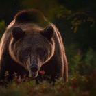 Braunbär in herbstlicher Taiga