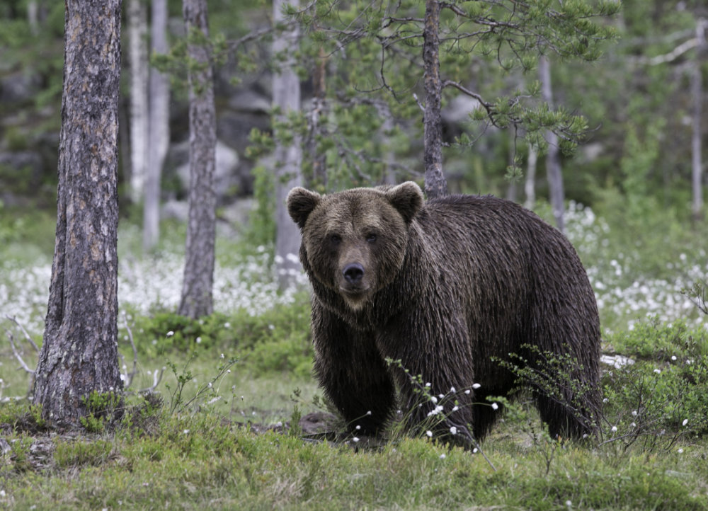 Braunbär in Karelien (Fin)