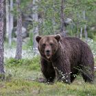 Braunbär in Karelien (Fin)