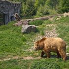 Braunbär in künstlicher Landschaft