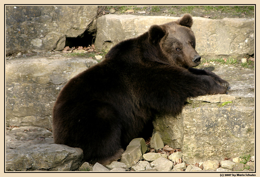 Braunbär in Mergentheim