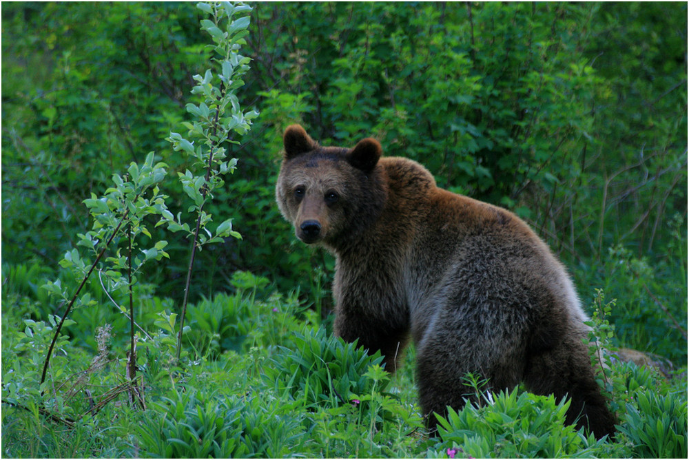 Braunbär in Mittelschweden (Wildlife)