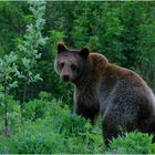 Braunbär in Mittelschweden (Wildlife)