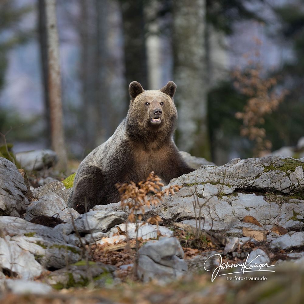 Braunbär in Slowenien