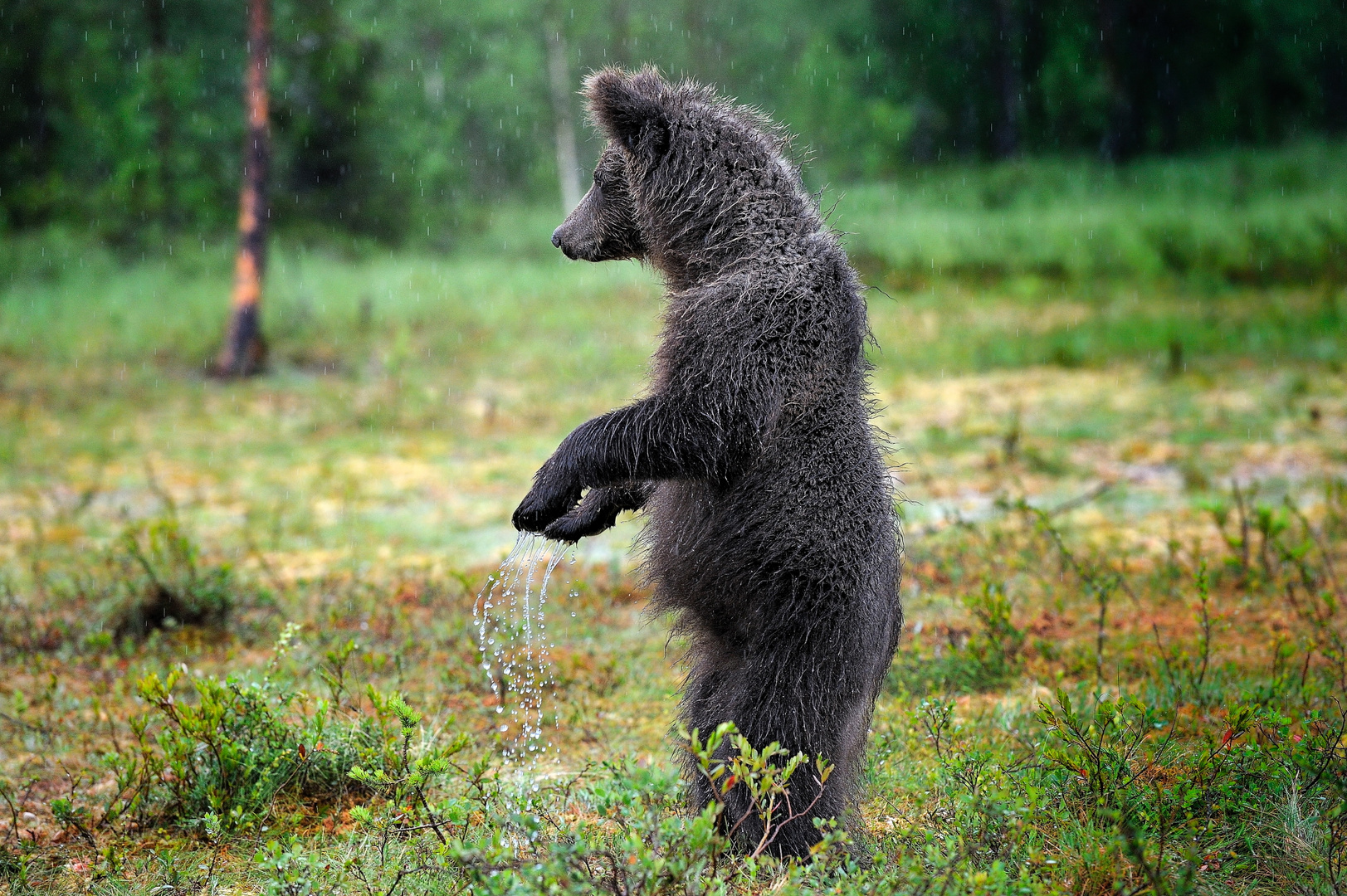 Braunbär in strömendem Regen