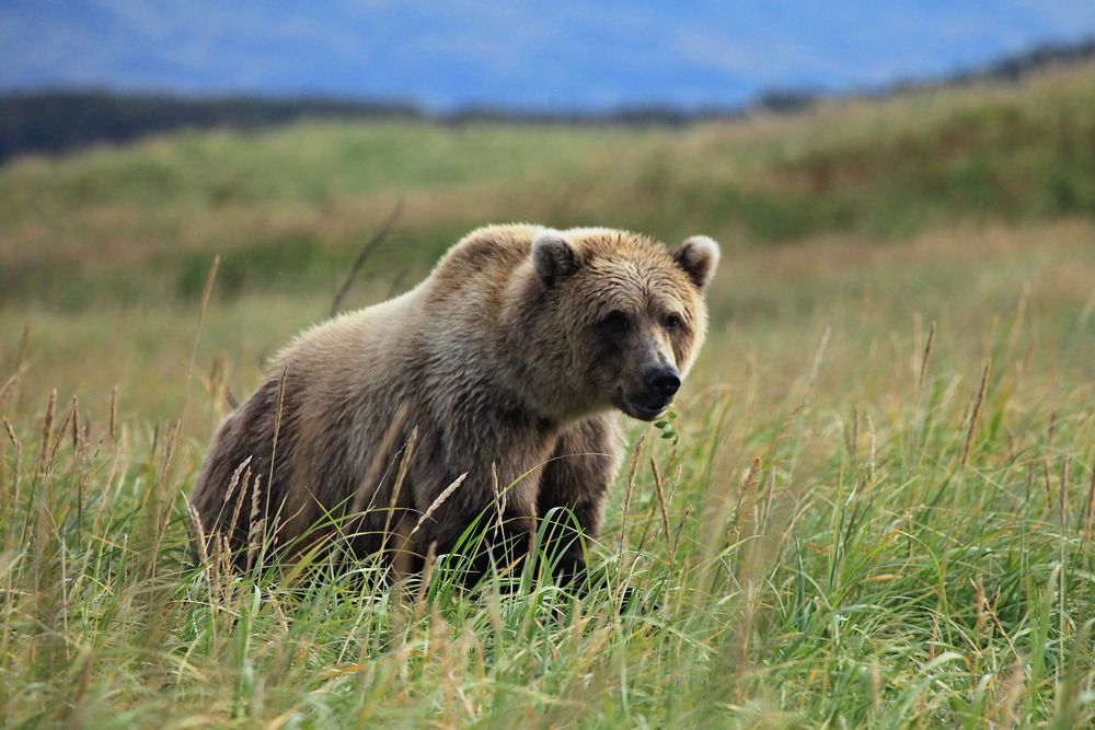 Braunbär Katmai