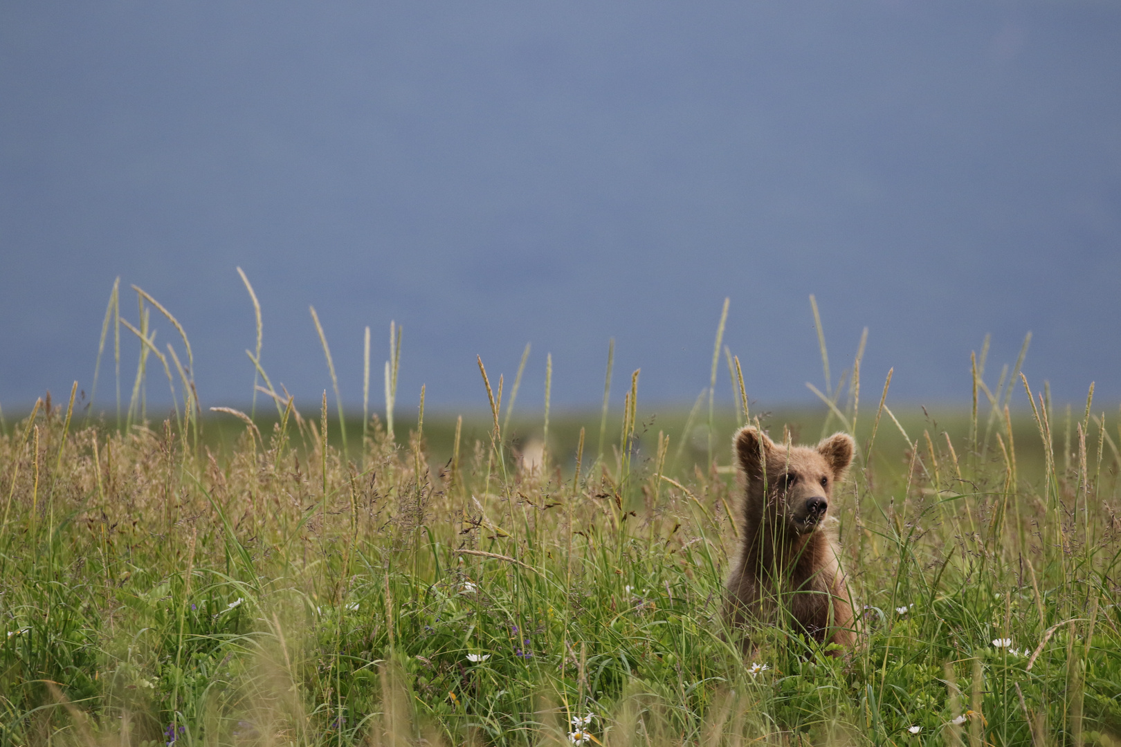 Braunbär Kind in einer Wiese