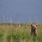 Braunbär Kind in einer Wiese