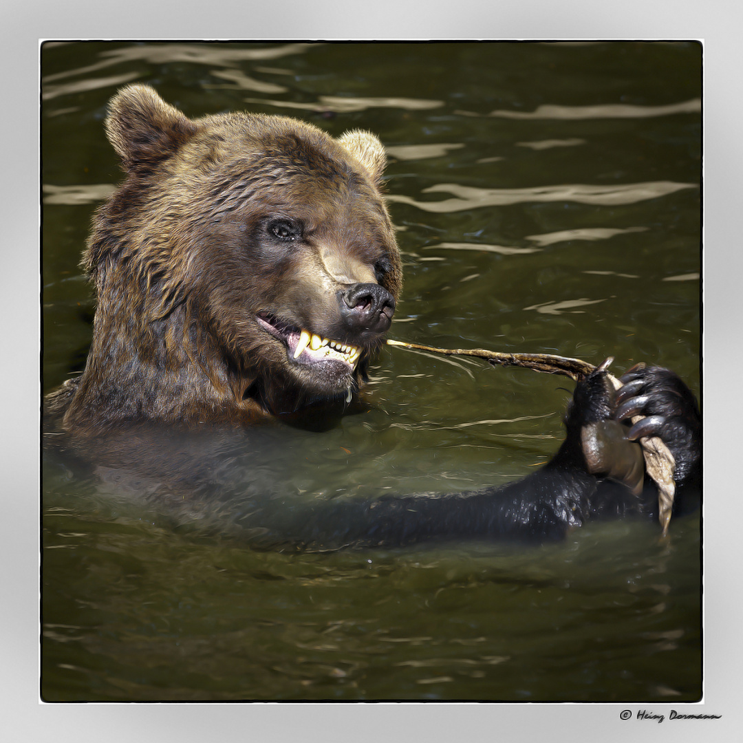 Braunbär Lara beim Baden im Bärenwald