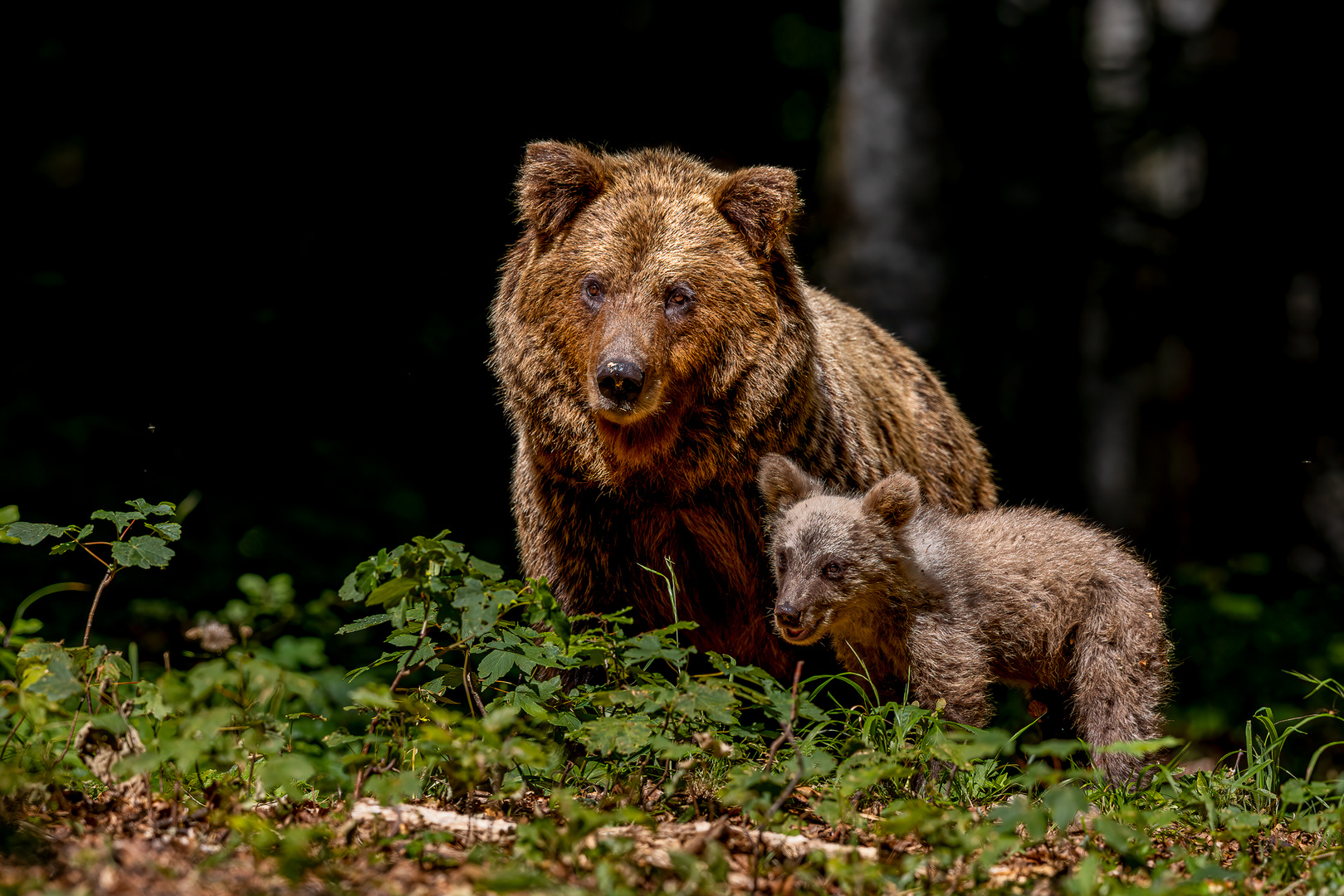 Braunbär-Mama mit Nachwuchs