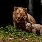 Braunbär-Mama mit Nachwuchs