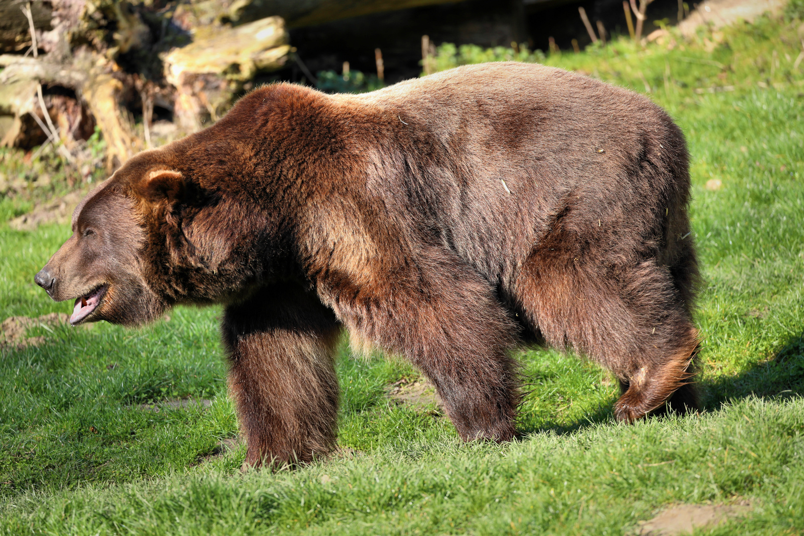 Braunbär Max - Tierpark Olderdissen