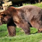 Braunbär Max - Tierpark Olderdissen